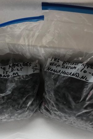 Diepvries pitloze Aroniabes (zak van 1kg.) Oogst 2025 uitverkocht, weer te bestellen vanaf half juli.