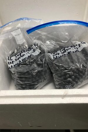 Verse pitloze Aroniabes (zak 1kg.): leverbaar juli, augustus en begin september.