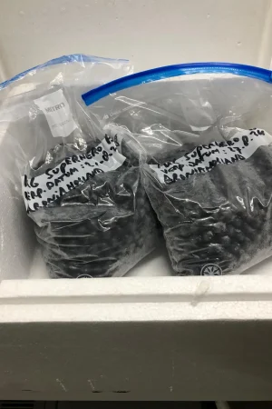 Diepvries pitloze Aroniabes (zak van 1kg.)